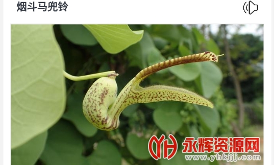 ����ʶ��