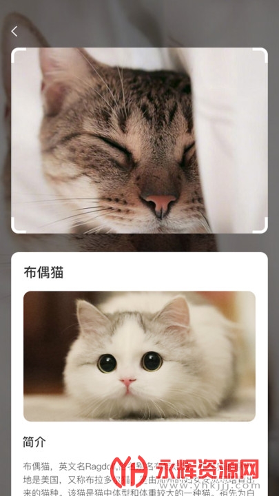 云养猫app 云养猫app