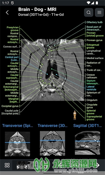 vet Anatomyİ, vet Anatomyİ