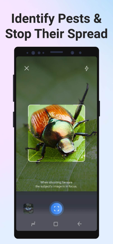 Picture Insect: Bug Identifierscreenshot1